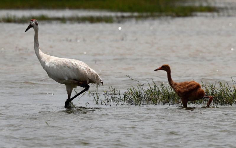 Whooping Cranes Louisiana
