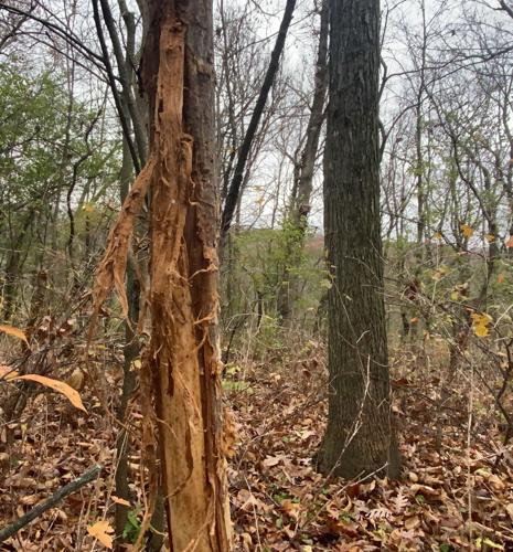 Deer hunting