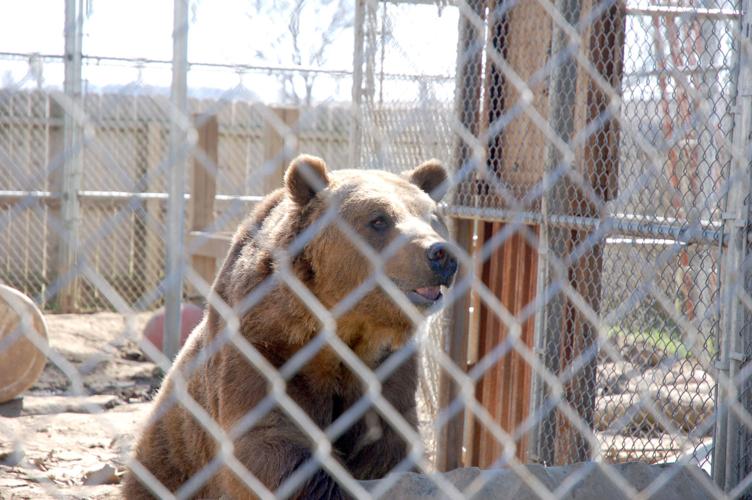 Grizzly bear, Valley of the Kings