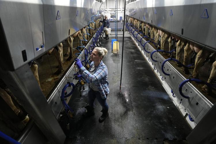 Livestock Heat Stress