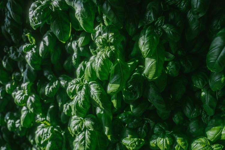 Basil