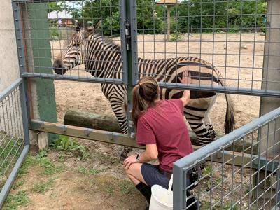 Racine Zoo zebra training