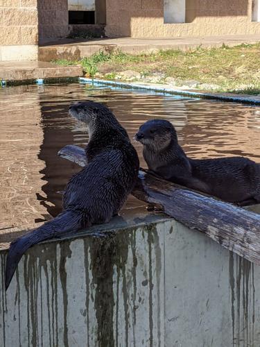 060822-bara-news-zoo2