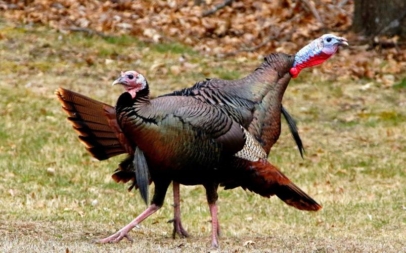 Turkeys