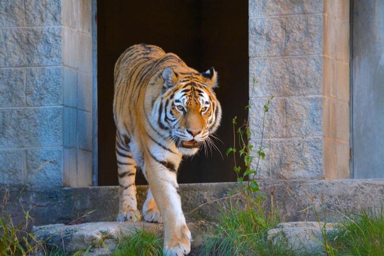 Racine Amur tiger
