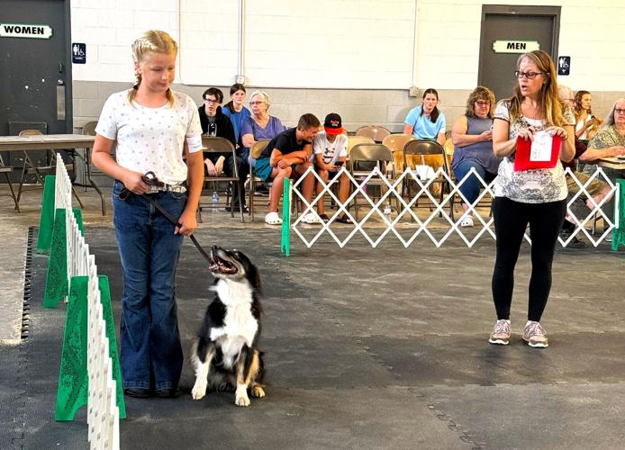 Dog obedience competitions