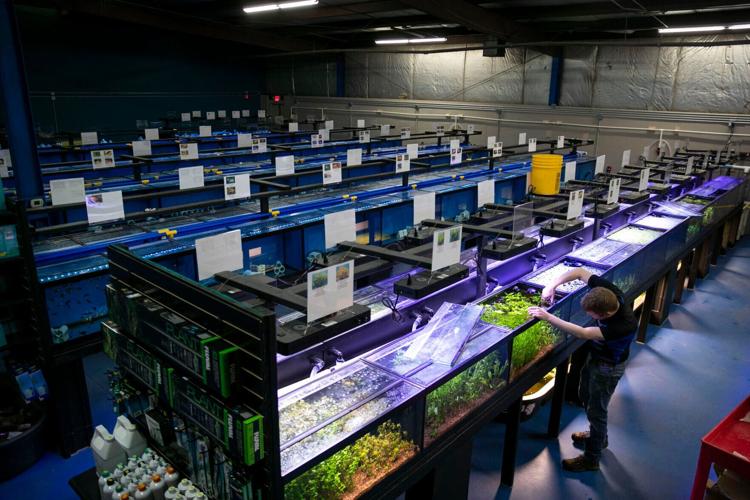 Big Kahuna Tropical Fish