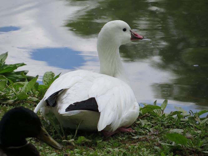 Ross's goose