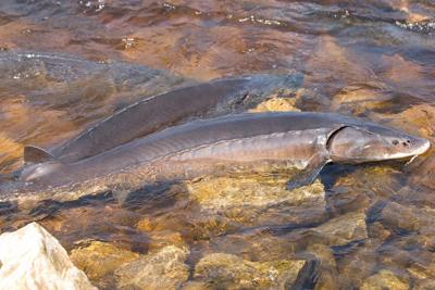 Lake sturgeon