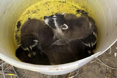 Racoons Saved