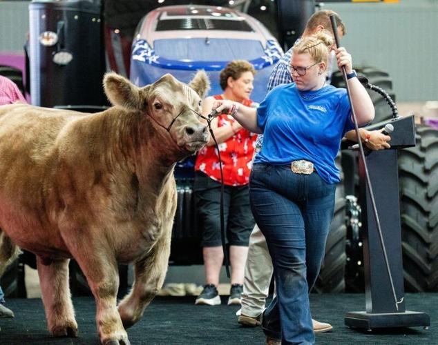 Kaila Cross brings her Champion Market Steer on stage for the 2026 Governor's Blue Ribbon Livestock Auction at the Wisconsin State Fair in West Allis, Wisconsin on Aug. 12, 2026.