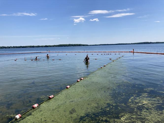 blue-green algae