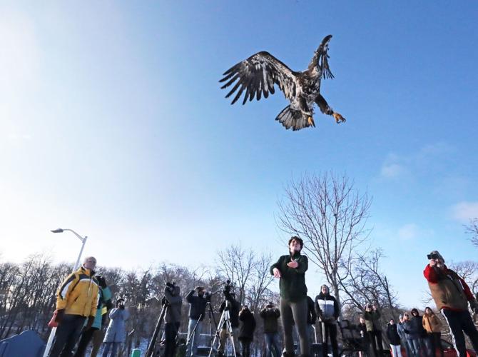 Eagle Release