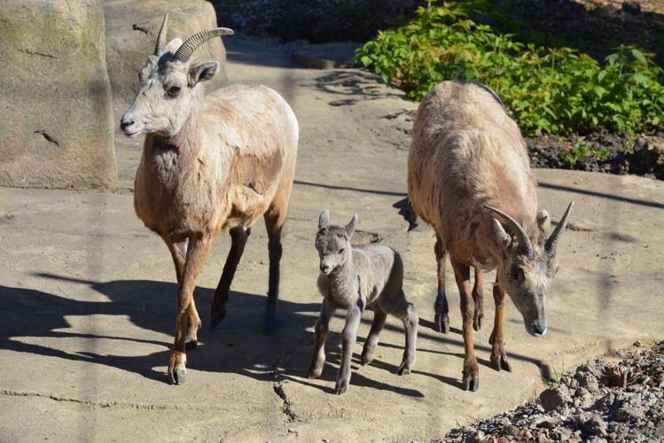 Bighorn sheep