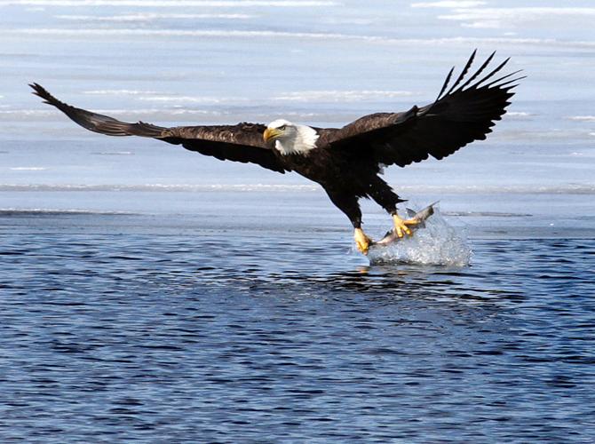 Bald eagle