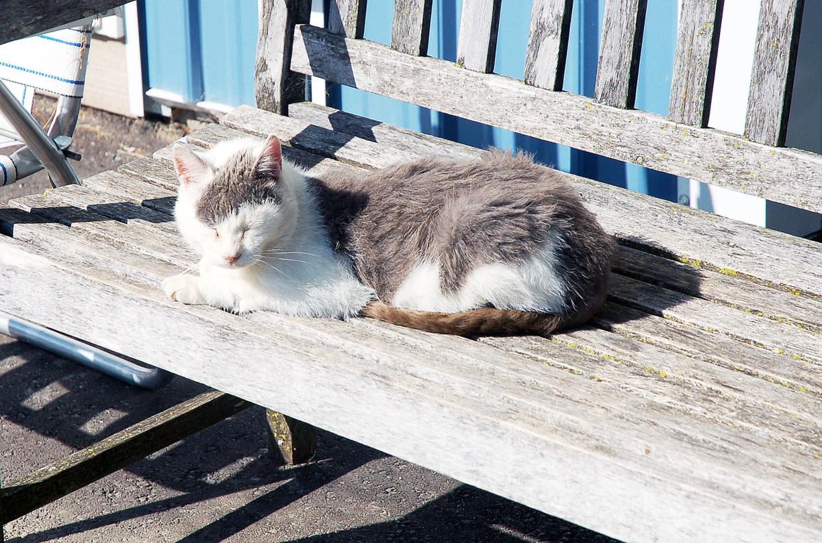 Cat Rescue A Home For All Geneva Lake West News Lakegenevanews Net