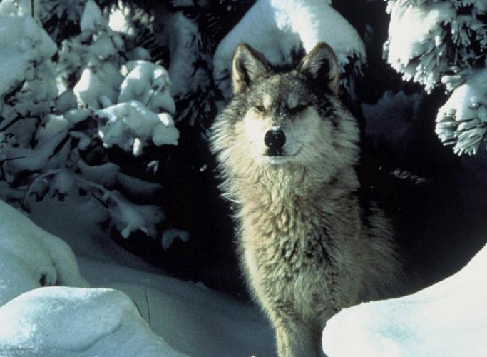 Gray wolf