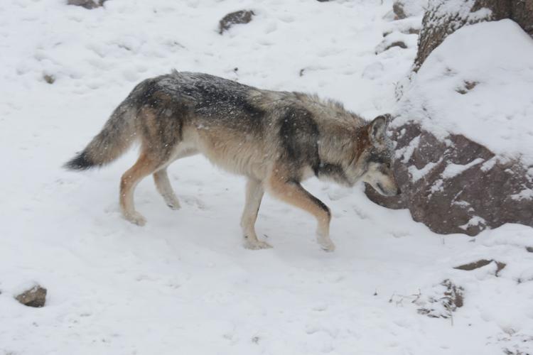 122921-bara-news-zoo-wolf2