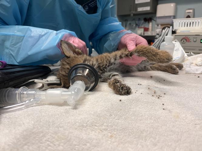 bobkitten 3.jpg
