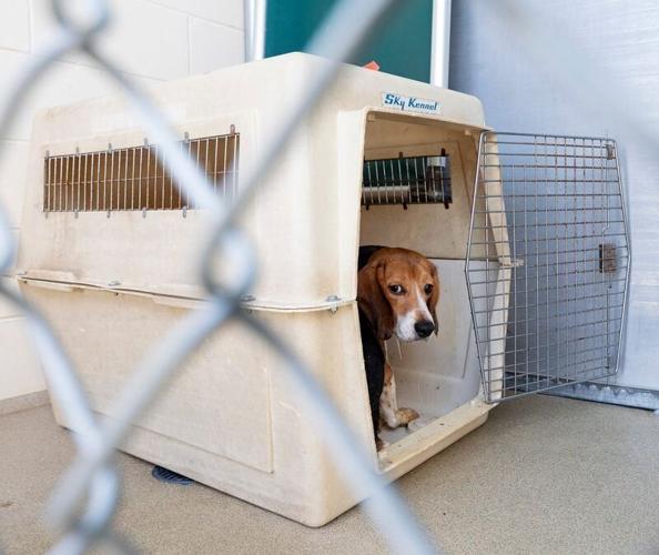 A beagle in a kennel is seen at Humane Animal Welfare Society of Waukesha County, where the dog will receive medical care, behavioral support, and enrichment before becoming available for adoption on Tuesday May 12, 2026 in Waukesha, Wisconsin. HAWS par...
