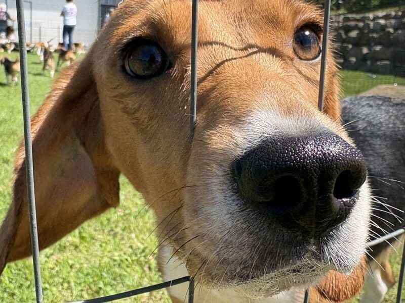A beagle from Ridglan Farms sniffs through the fence of its enclosure in Marshall, Wisconsin on June 15, 2026 after being released from the embattled testing facility.
