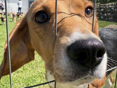 A beagle from Ridglan Farms sniffs through the fence of its enclosure in Marshall, Wisconsin on June 15, 2026 after being released from the embattled testing facility.