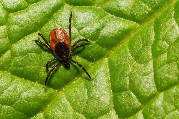 Only Lyme disease vaccine in development goes to Phase 3 trial (copy)