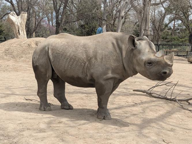 Eastern Black Rhino, Ayubu