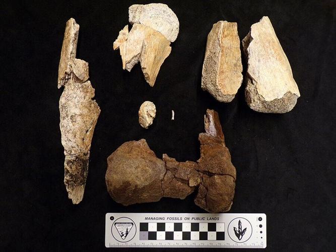 Reassembled T. rex fragments