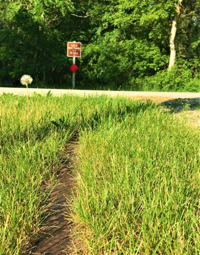 End of the line at the western trailhead of the Pelishek-Tiffany nature trail at North Road at Allens Grove near Darien