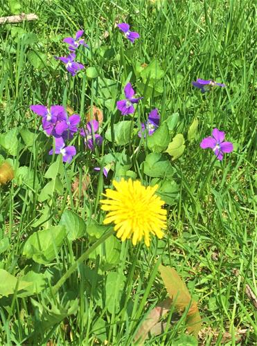 Early spring wildflowers