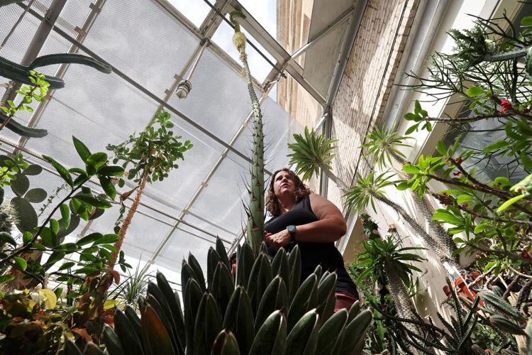 Plant at UW-Madison has death bloom