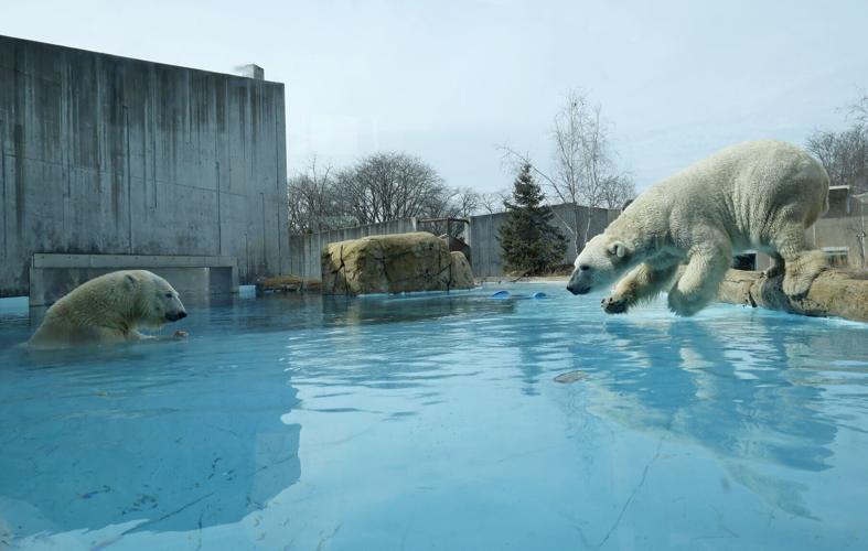 Polar Bear Population Alliance 1