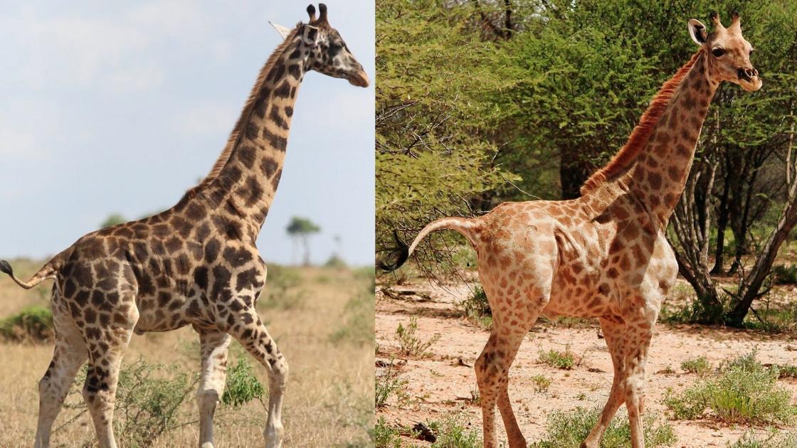 Dwarf giraffes have been spotted in the wild World