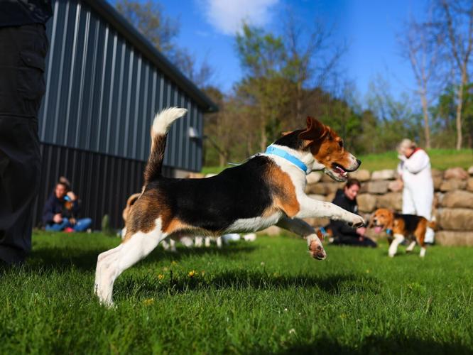 Ridglan Farms beagle transfer