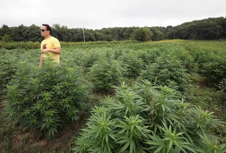 Field of hemp, State Journal photo