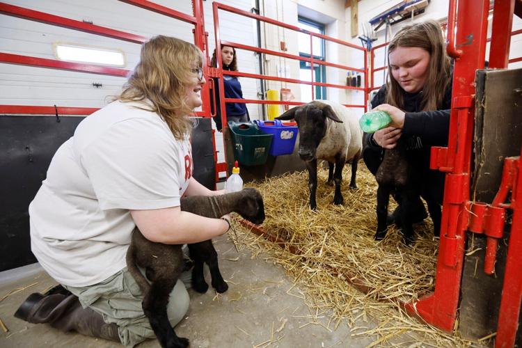 Students bottle-feed lambs at Adams-Friendship high school