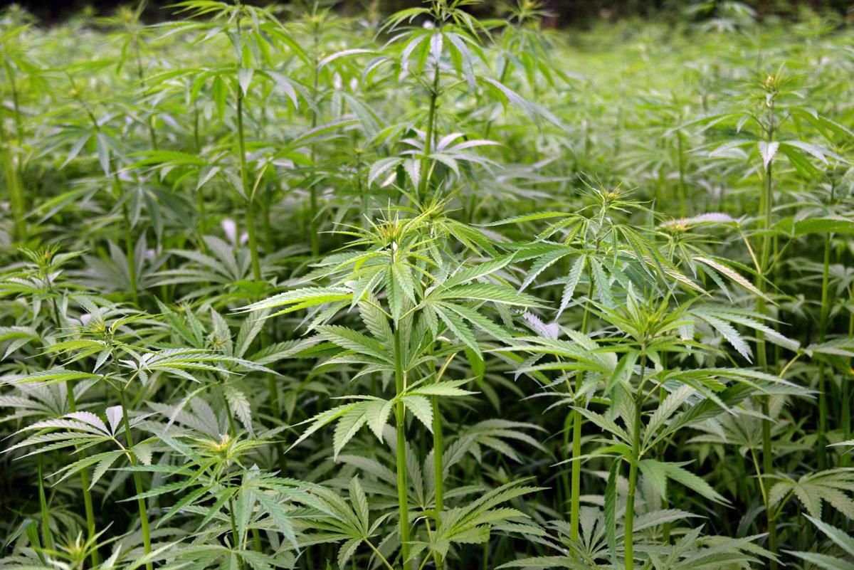 Hemp farming file photo