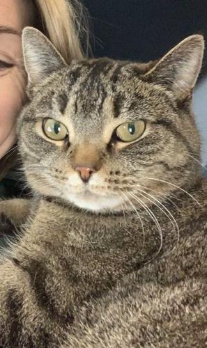 Missing cat