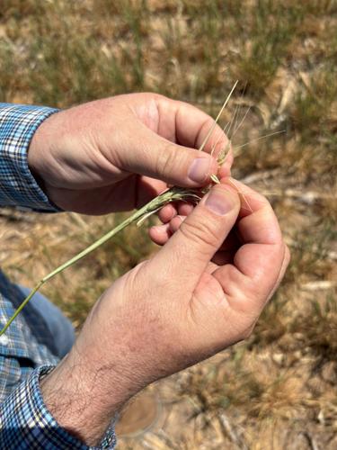 Scott Irlbeck inspects drought-hit wheat fields on his farm in Tulia