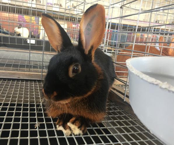 Rabbit on exhibition at the Wisconsin State Fairs Poulty & Rabbit Palace