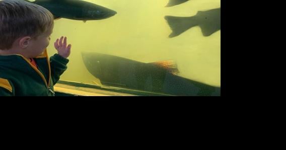 DNR Root River Steelhead Facility opeh house - Vimarsana News