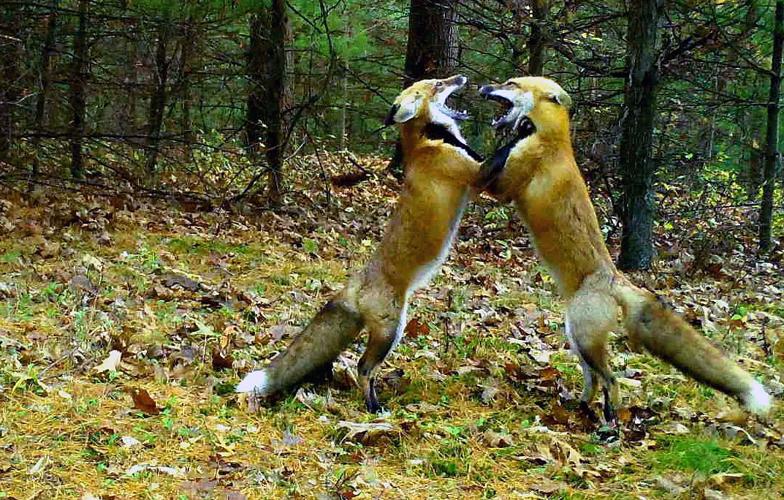 Marquette Red Fox