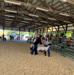 Sheep show at Kenosha County fair