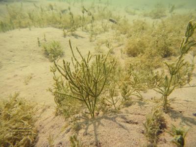 Starry stonewort invasive plant species