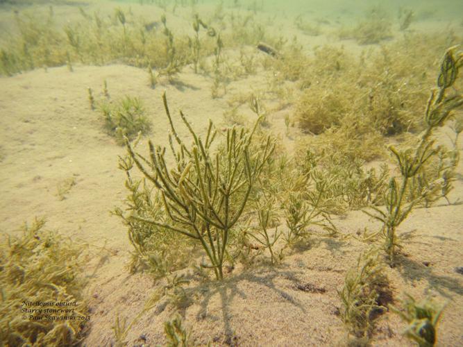 Invasive plant poses new threat to lake's water quality