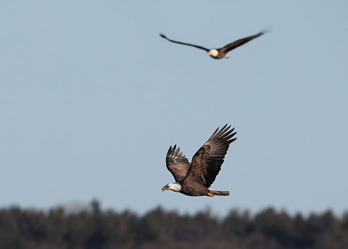 Eagle Counting