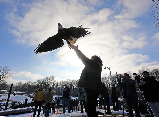 Eagle Release
