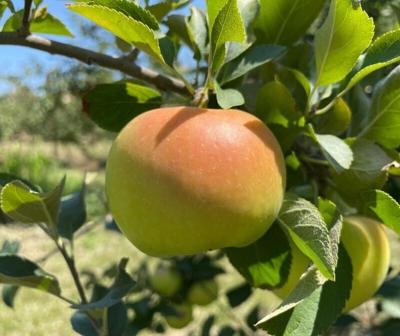 The yellow-green Pristine apple has a sweet-tart flavor and crisp texture, making them a good choice for salads, baking and applesauce. Pristine apples are usually ready for picking in mid-August at Apple Holler in Sturtevant.