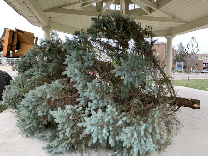 The tree is placed into the pavilion